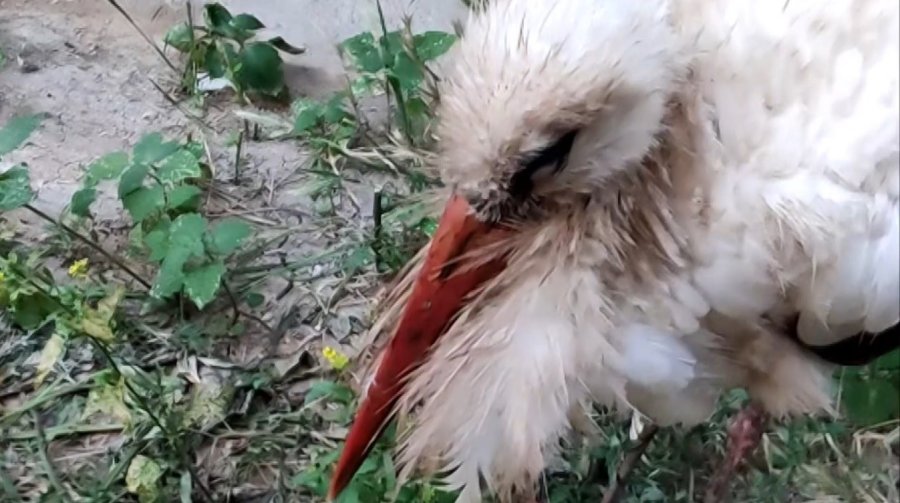 Eskişehir’de Kursağında Çöp Kalan Kör Leylek Tedavi Altına Alındı
