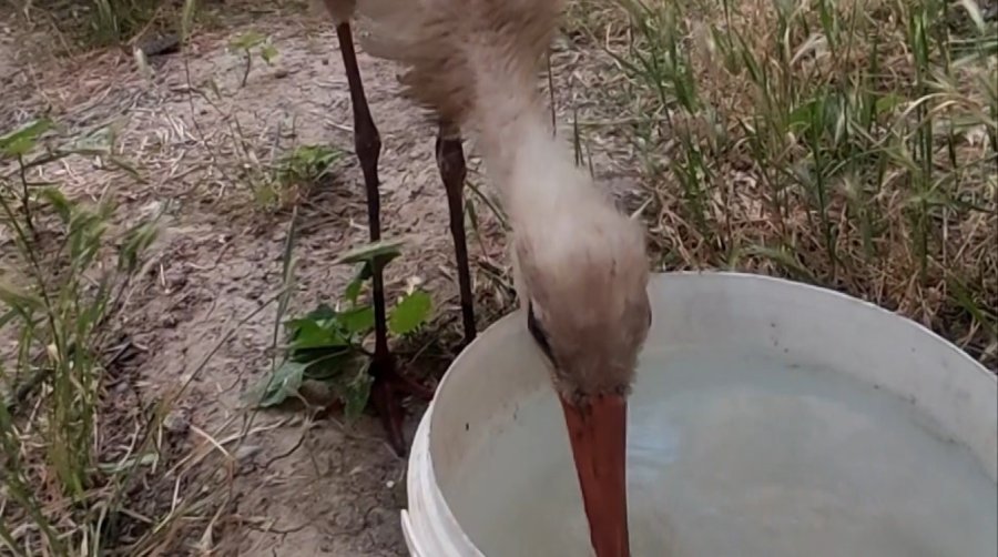 Eskişehir’de Kursağında Çöp Kalan Kör Leylek Tedavi Altına Alındı