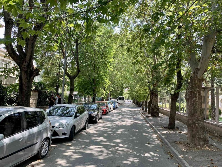Ağaçların Tünel Oluşturduğu Sokak Görsel Şölen Sunuyor