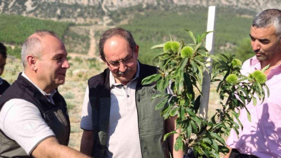 Orman Bölge Müdürü Yalçın, Mut’taki Sahalarda İncelemelerde Bulundu