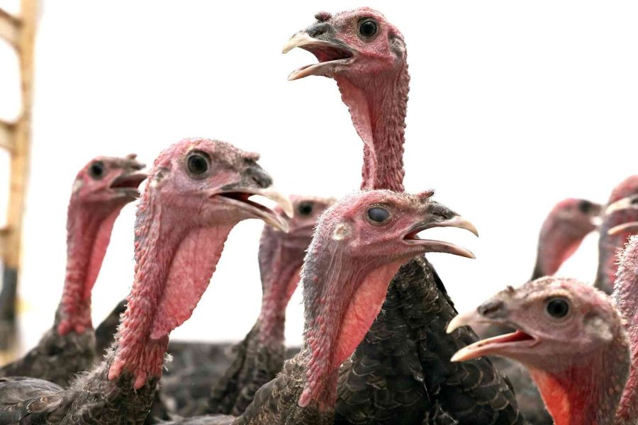 Büyükşehir Korkuteli’de Hindi Dağıttı