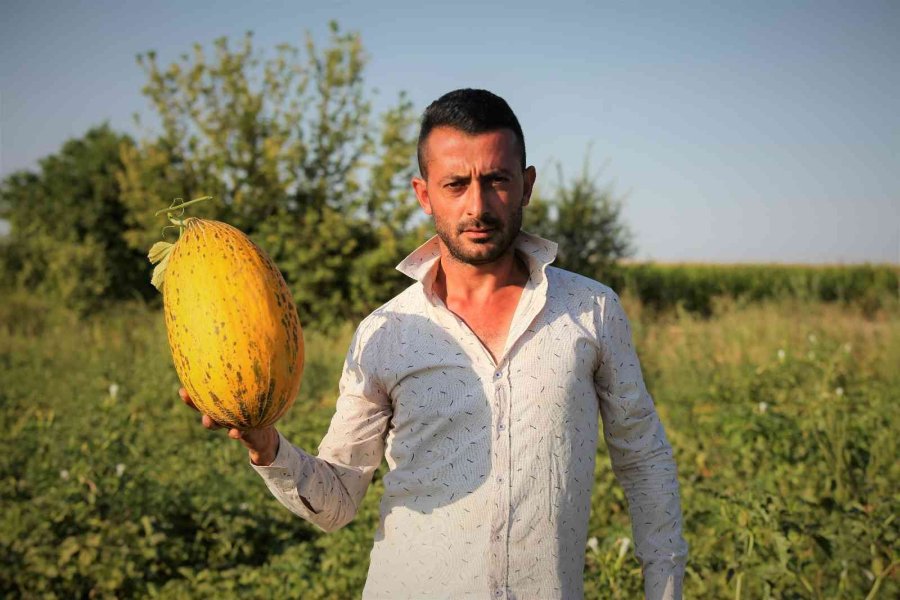 Konya Ovasında Kavun Hasadı Zamanı