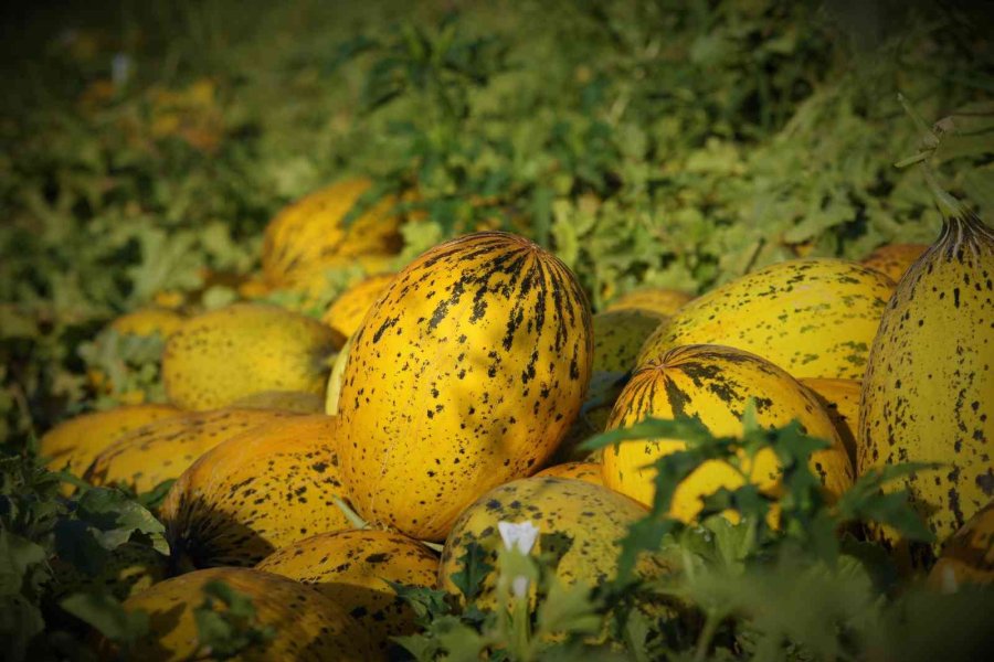 Konya Ovasında Kavun Hasadı Zamanı