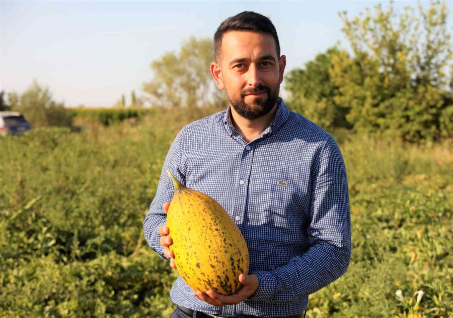 Konya Ovasında Kavun Hasadı Zamanı