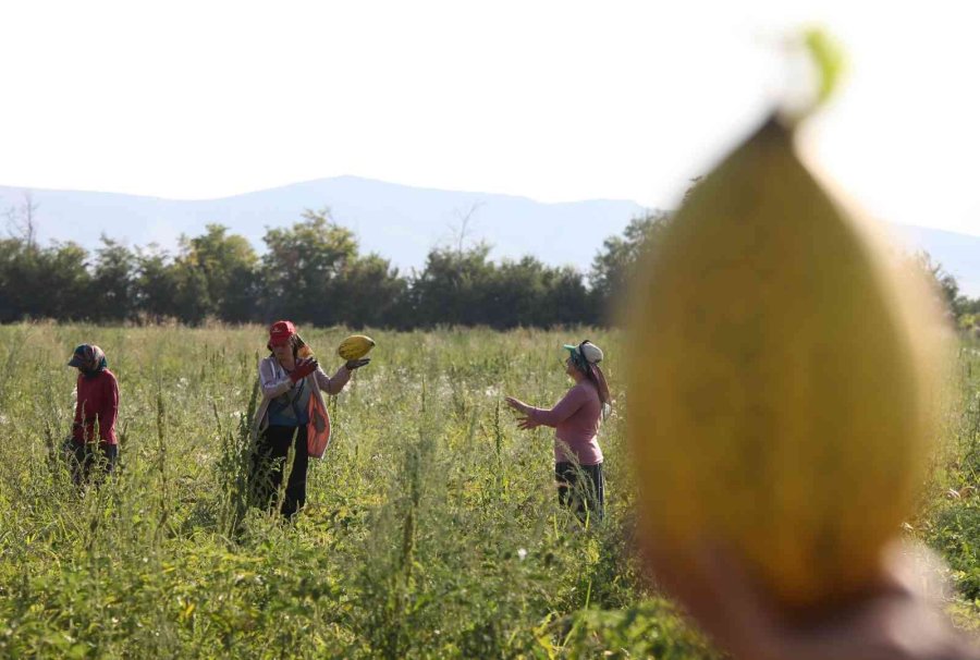 Konya Ovasında Kavun Hasadı Zamanı