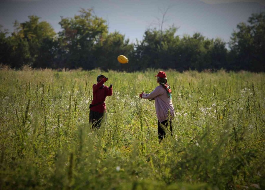 Konya Ovasında Kavun Hasadı Zamanı
