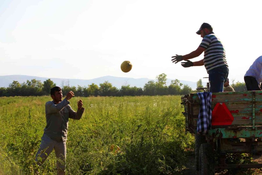 Konya Ovasında Kavun Hasadı Zamanı