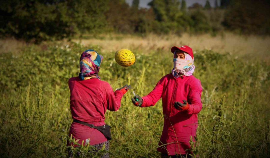 Konya Ovasında Kavun Hasadı Zamanı