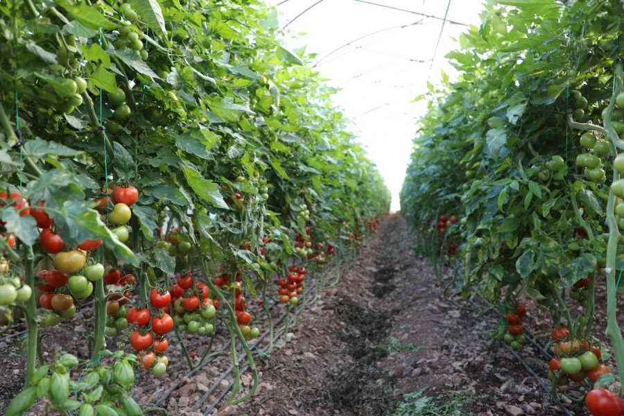 Büyükşehir ‘çevre Dostu Çiftçi Kart Projesi’ni Başlatıyor