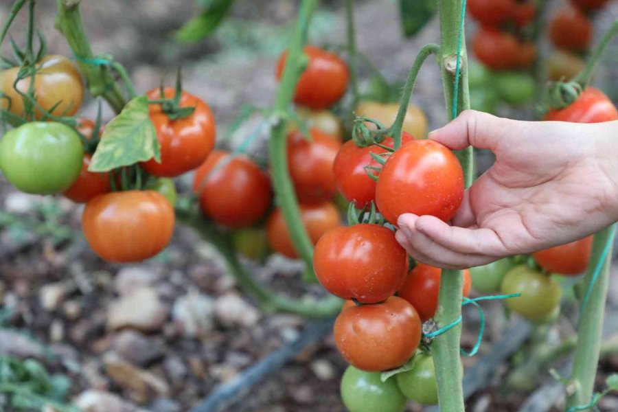 Büyükşehir ‘çevre Dostu Çiftçi Kart Projesi’ni Başlatıyor