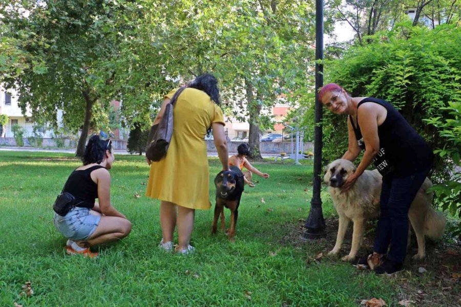 Antalya’da Köpek Ve Kedi Zehirlenmeleri Hayvanseverleri Ayaklandırdı