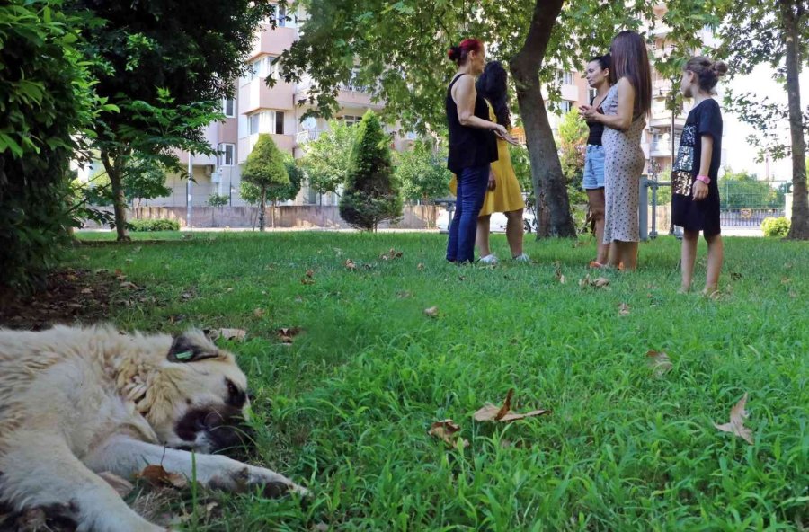 Antalya’da Köpek Ve Kedi Zehirlenmeleri Hayvanseverleri Ayaklandırdı