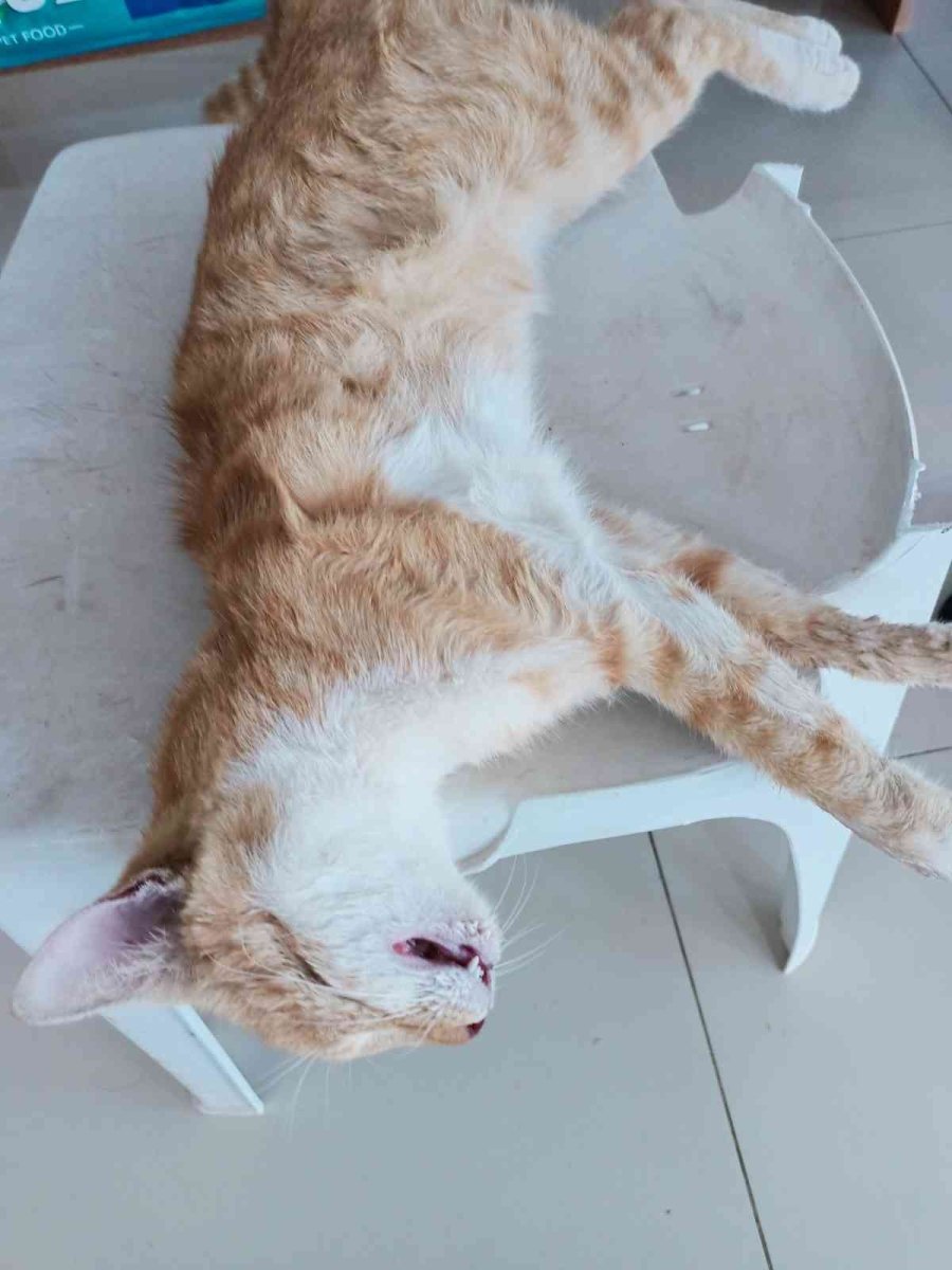 Antalya’da Köpek Ve Kedi Zehirlenmeleri Hayvanseverleri Ayaklandırdı