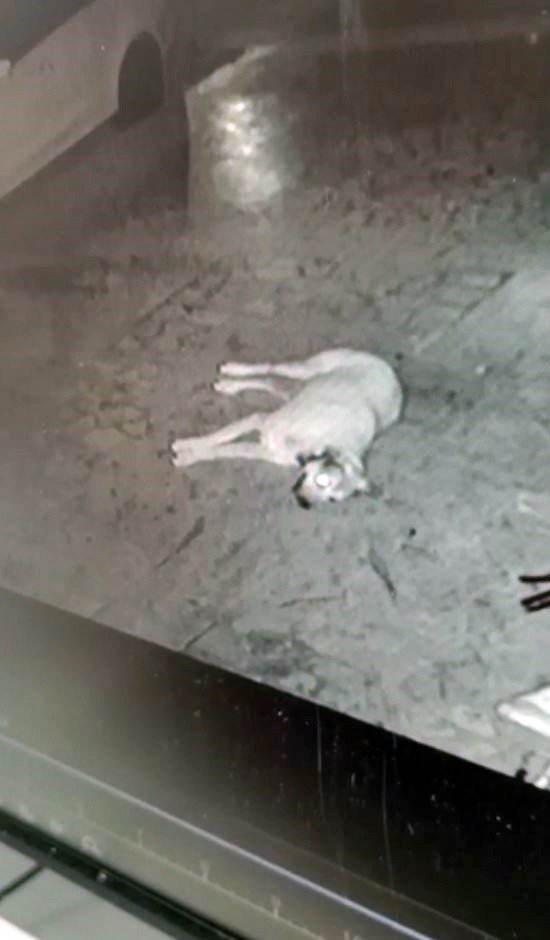 Antalya’da Köpek Ve Kedi Zehirlenmeleri Hayvanseverleri Ayaklandırdı