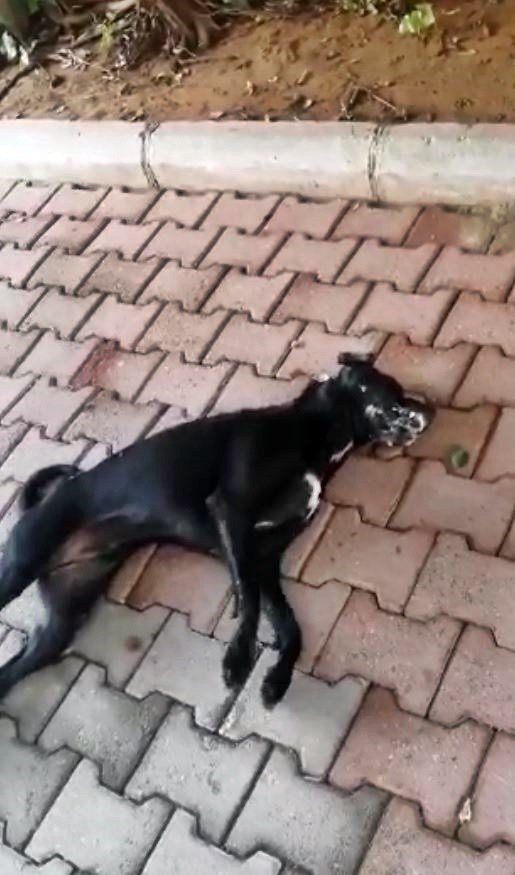 Antalya’da Köpek Ve Kedi Zehirlenmeleri Hayvanseverleri Ayaklandırdı