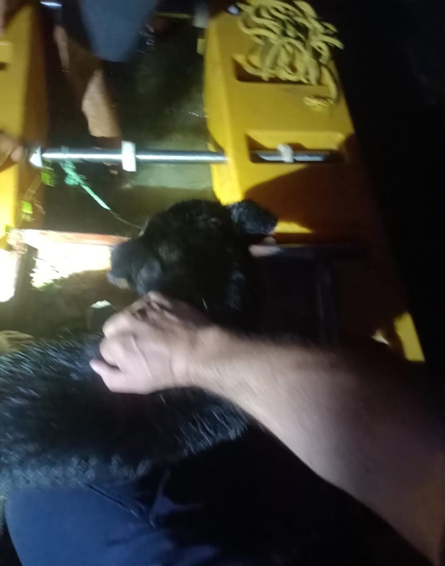 Irmakta Mahsur Kalan Köpeğe İtfaiyeden Kanoyla Kurtarma