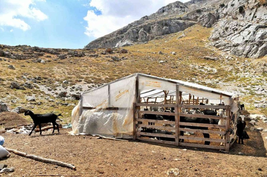 Hayvan Üreticilerine İlaçlama Desteği