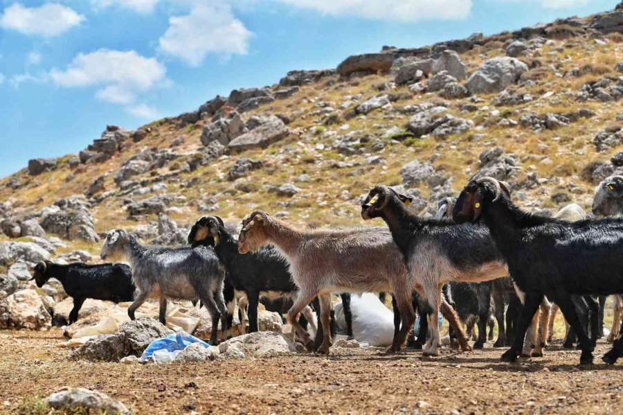 Hayvan Üreticilerine İlaçlama Desteği