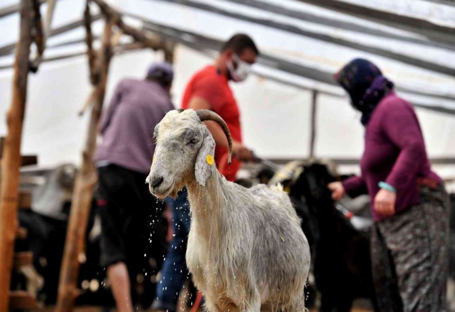 Hayvan Üreticilerine İlaçlama Desteği