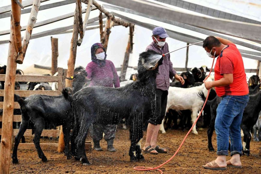 Hayvan Üreticilerine İlaçlama Desteği