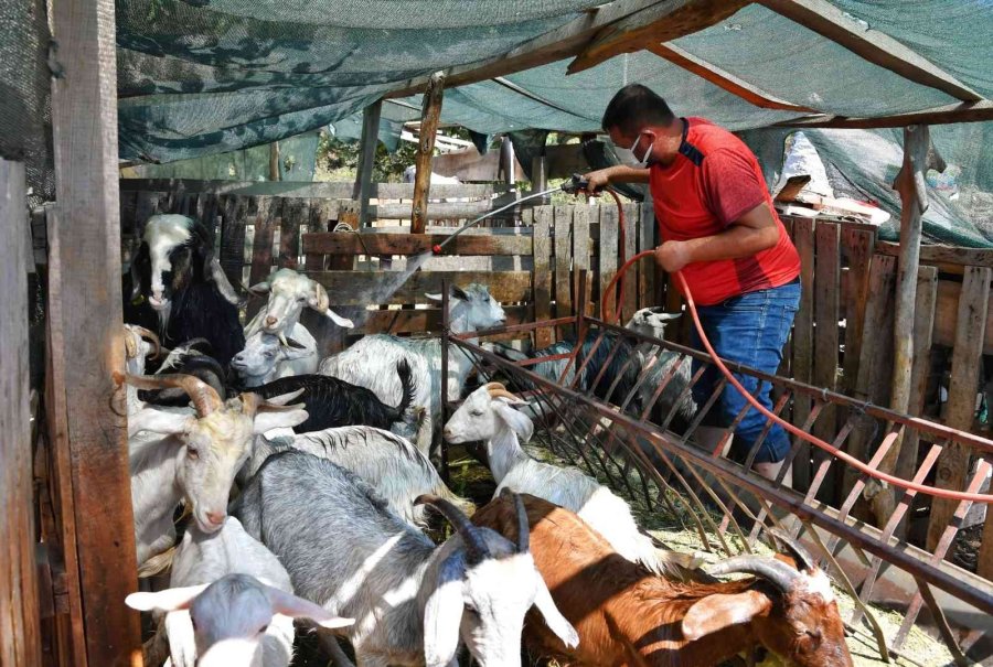 Hayvan Üreticilerine İlaçlama Desteği