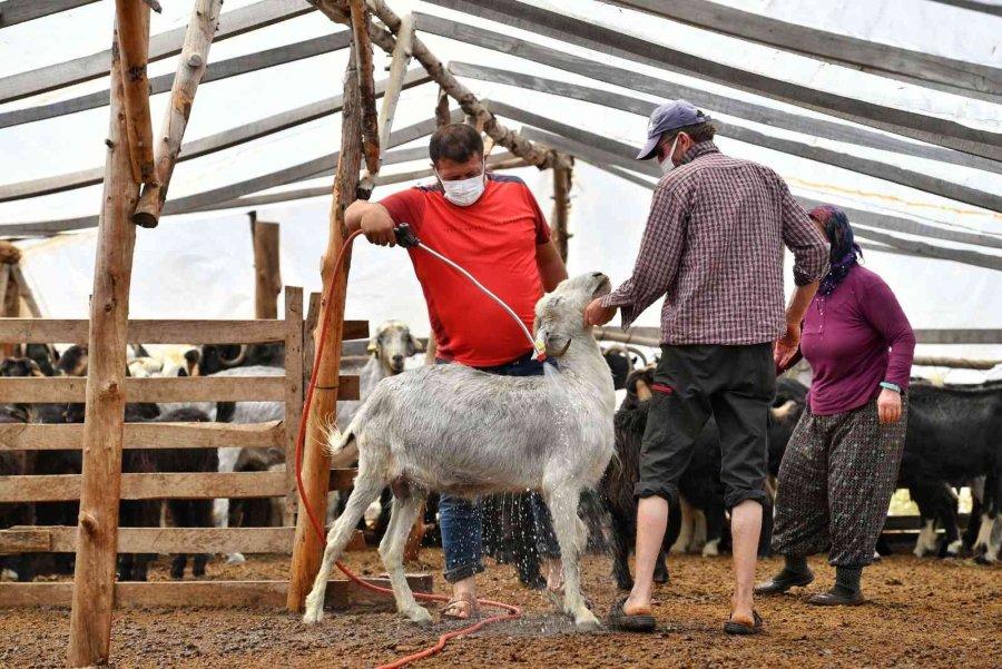Hayvan Üreticilerine İlaçlama Desteği