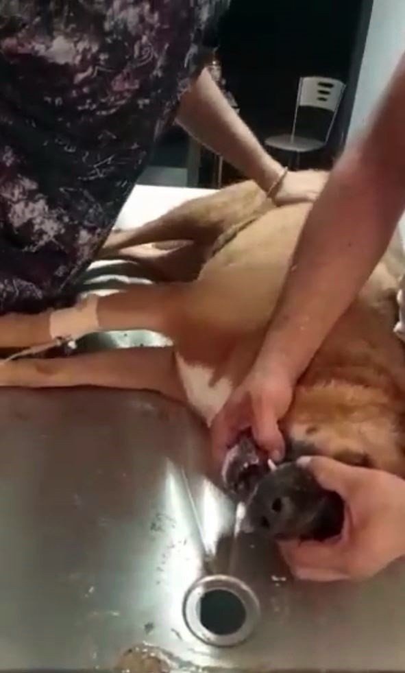 Antalya’da Köpek Ve Kedi Zehirlenmeleri Hayvanseverleri Ayaklandırdı