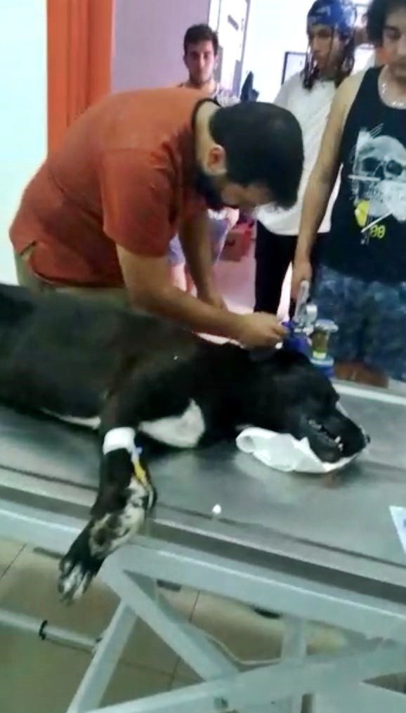 Antalya’da Köpek Ve Kedi Zehirlenmeleri Hayvanseverleri Ayaklandırdı