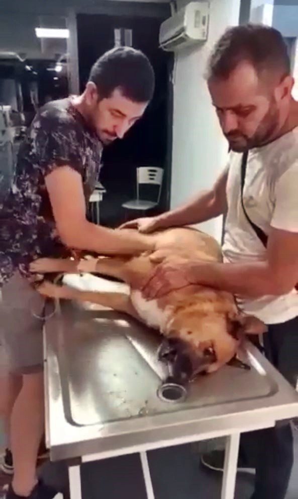 Antalya’da Köpek Ve Kedi Zehirlenmeleri Hayvanseverleri Ayaklandırdı