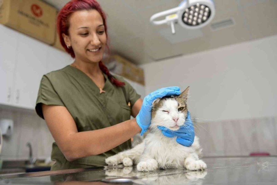 Zehirlenen Sokak Kedisi Hayata Tutundu