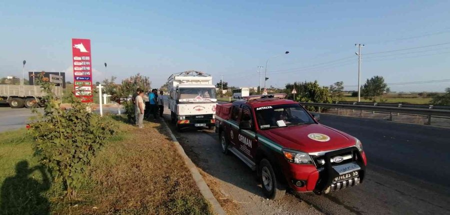 Manavgat’ta Kaçak Kesime Geçit Yok