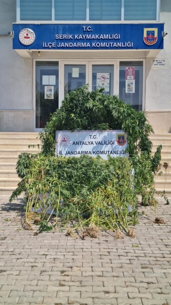 Serik’te Sazlık Alanda 112 Kök Kenevir Ele Geçirildi