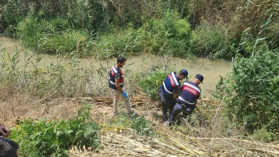Serik’te Sazlık Alanda 112 Kök Kenevir Ele Geçirildi