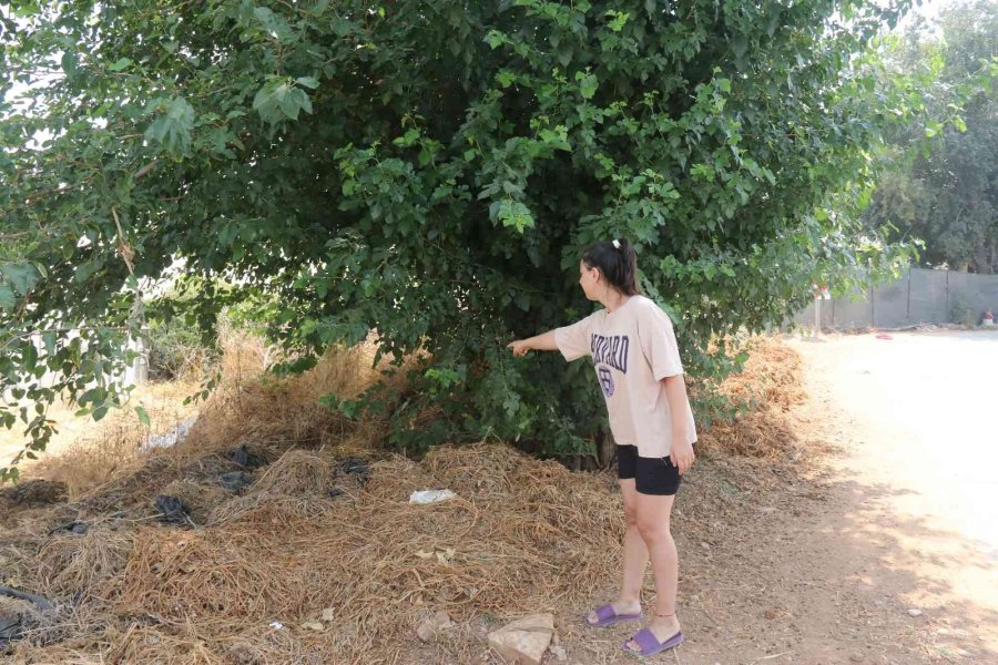 10 Günlük Bebeği Ağaç Altında Adeta Ölüme Terk Etmişler