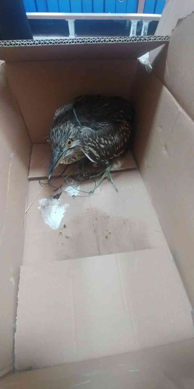 Yaralı Balıkçıl Kuşuna Yardım Eli