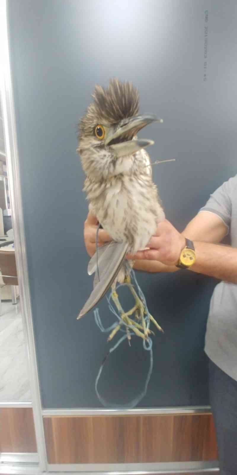 Yaralı Balıkçıl Kuşuna Yardım Eli