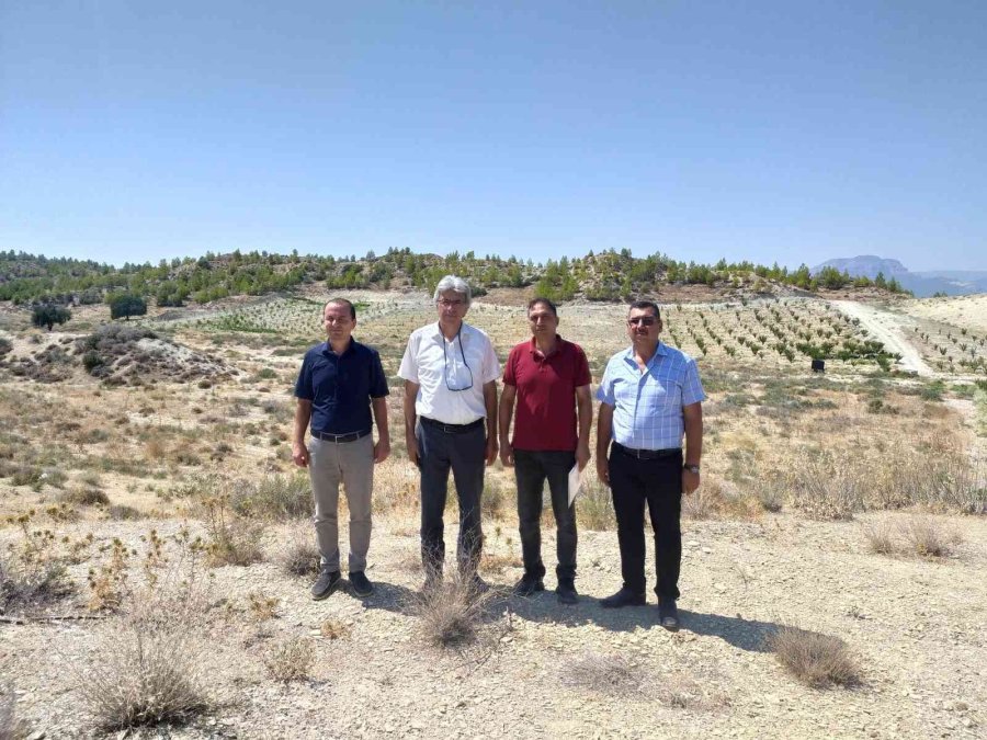 Mut’ta Kayısı Islah Ve Adaptasyon Çalışmaları Yapılacak