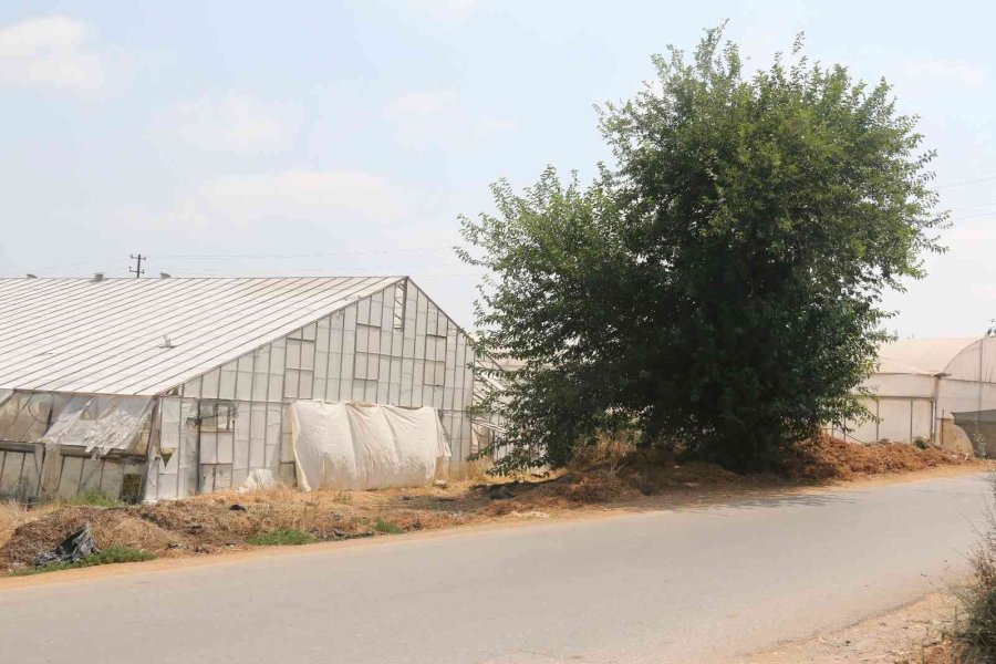 10 Günlük Bebeği Ağaç Altında Adeta Ölüme Terk Etmişler