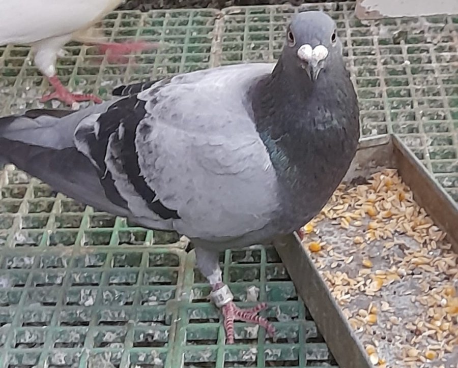 8 Posta Güvercininden 7’si Eskişehir’e Dönmeyi Başardı