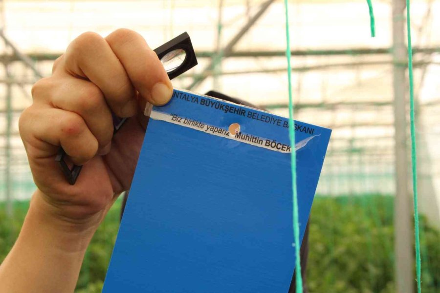 Elmalı’da Çiftçiye 10 Bin Adet Yapışkan Tuzak Dağıtıldı