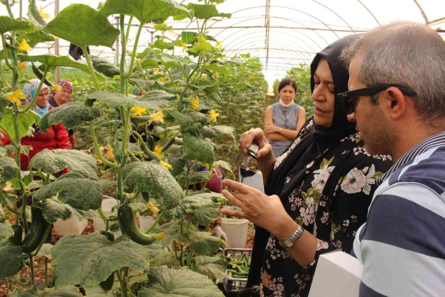 Elmalı’da Çiftçiye 10 Bin Adet Yapışkan Tuzak Dağıtıldı