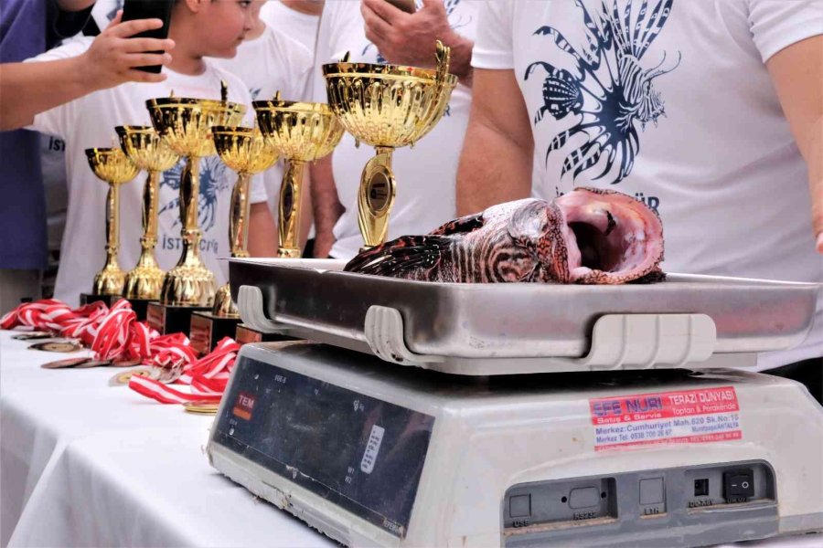 Zehirli Aslan Balığını Yakalamak İçin Yarıştılar, Tuttuklarını Izgarada Pişirip Yediler