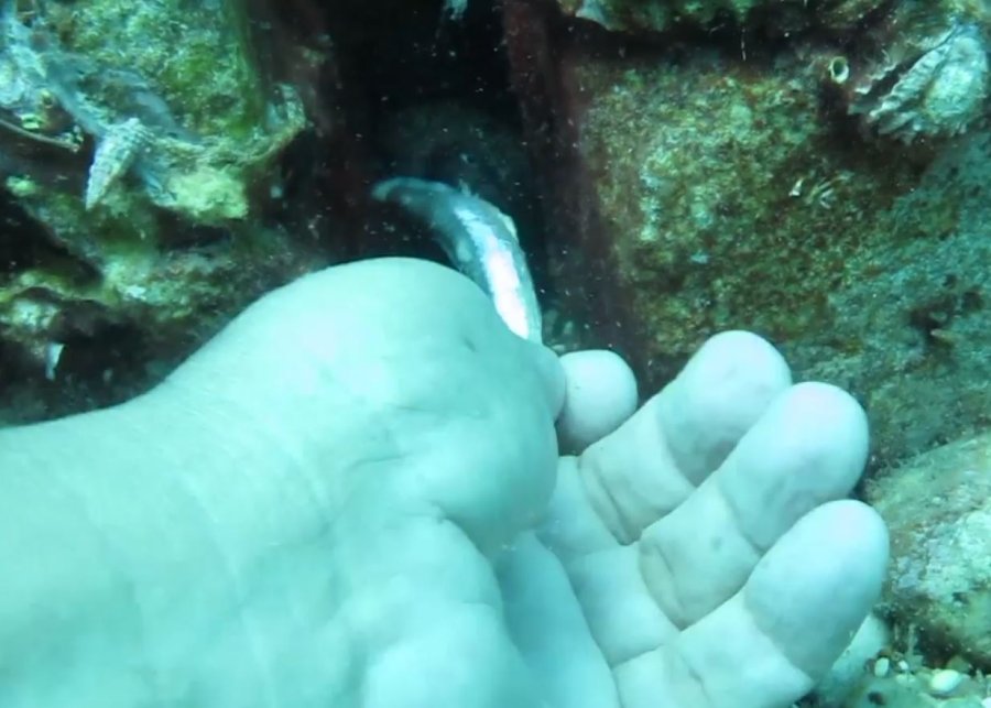 Bıçak Gibi Keskin Dişli Müren Balığını Elleriyle Besledi