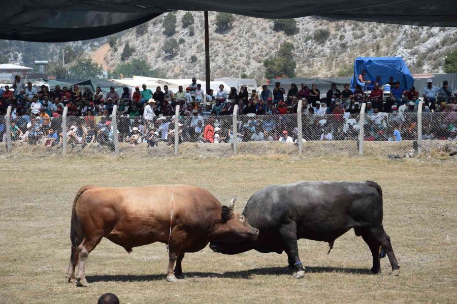 Antalya’da Boğa Güreşlerinde Heyecanlı Anlar Yaşandı