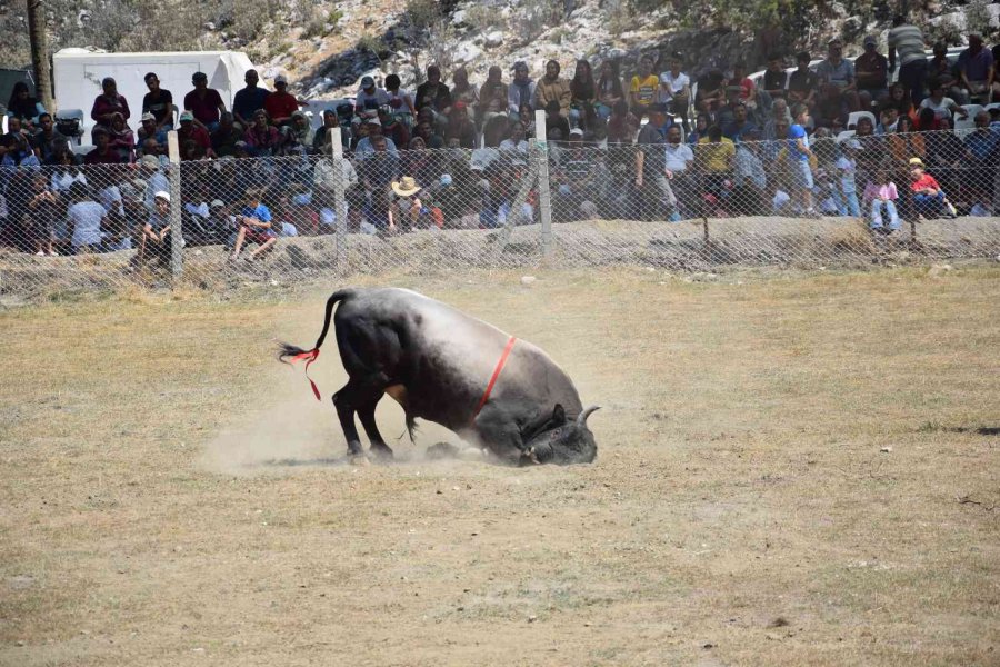 Antalya’da Boğa Güreşlerinde Heyecanlı Anlar Yaşandı