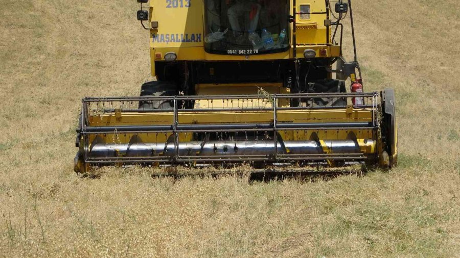 Çiftçiler Yağan Yağmurlardan Memnun