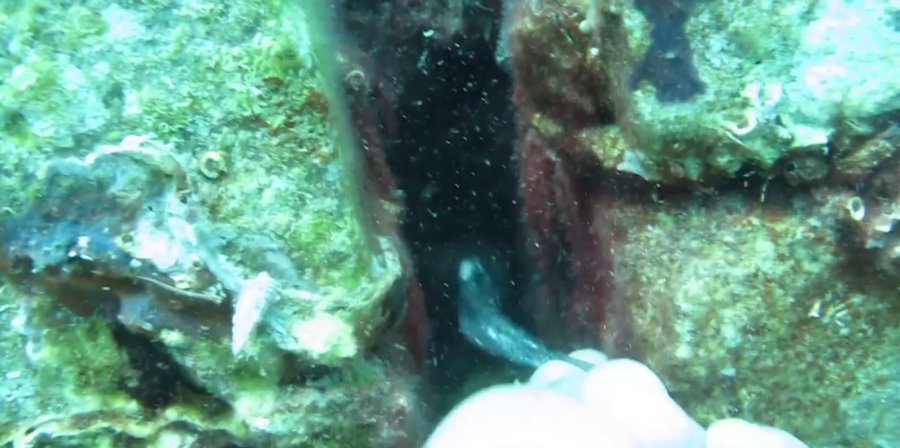 Bıçak Gibi Keskin Dişli Müren Balığını Elleriyle Besledi