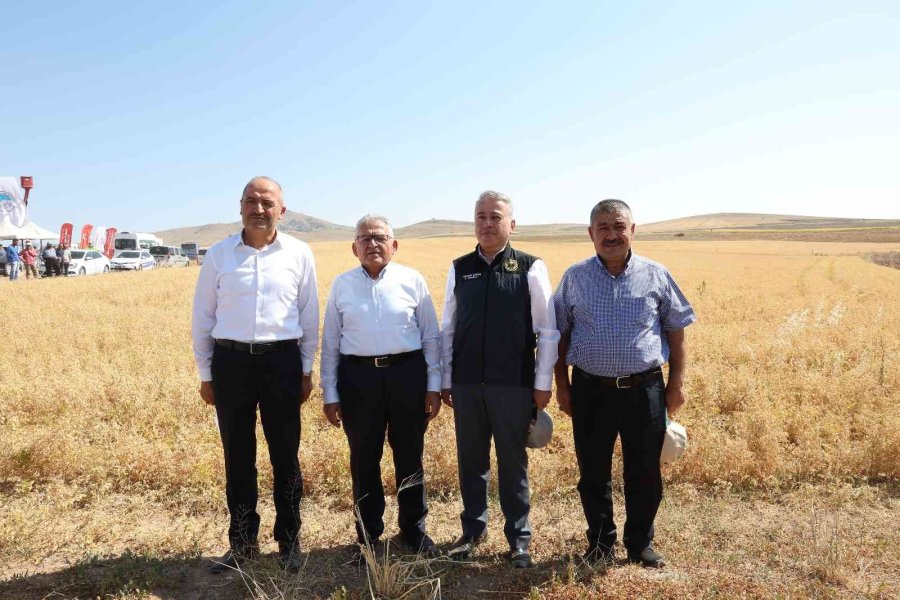 Başkan Büyükkılıç, Felahiye’de Nohut Hasadı Yaptı