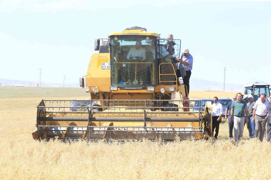 Başkan Büyükkılıç, Felahiye’de Nohut Hasadı Yaptı