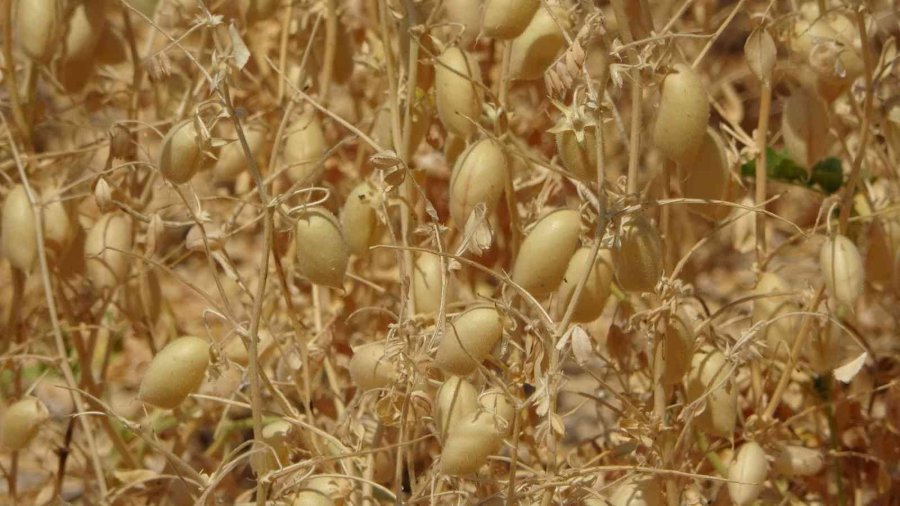 Çiftçiler Yağan Yağmurlardan Memnun